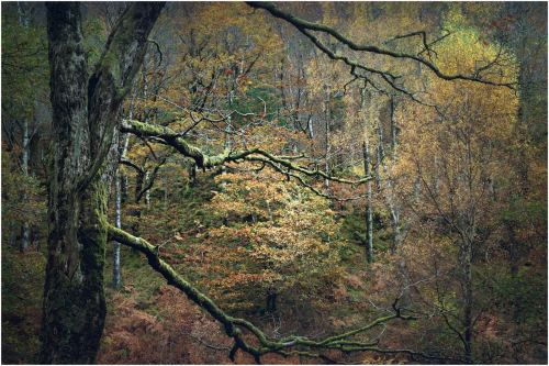 Autumn-Woodland-by-Tony-Melling