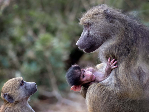 Baboon-Family-Conversation-by-Jeremy-Malley-Smith