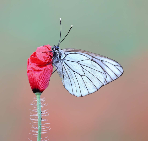 Black-Veined-White-by-Tony-Marsh