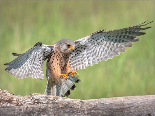 Male-Kestrel-Landing-by-Carol-Minks