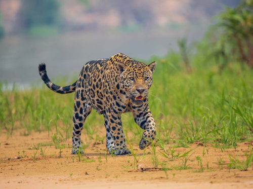 Patrolling-the-Shore-by-Simon-Roberts