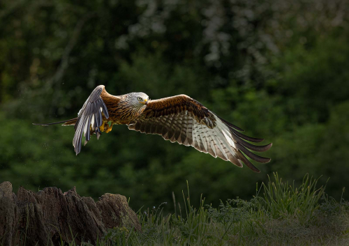 Red-Kite-in-flight-by-Pete-Whieldon