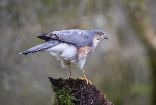 Sparrowhawk-by-Tony-Marsh