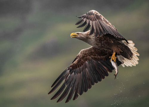 White-Tailed-Eagle-Flying-by-Jeremy-Malley-Smith