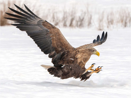 White-Tailed-Eagle-Landing-by-Ronnie-Gilbert