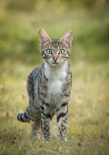 Wild-Bengal-Cat-Stare-by-Pete-Whieldon