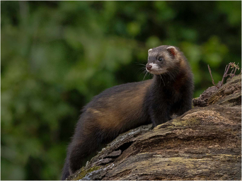 Wild-Polecat-by-Ronnie-Gilbert