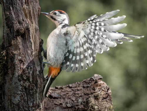 Woodpecker-Edit-by-David-Price