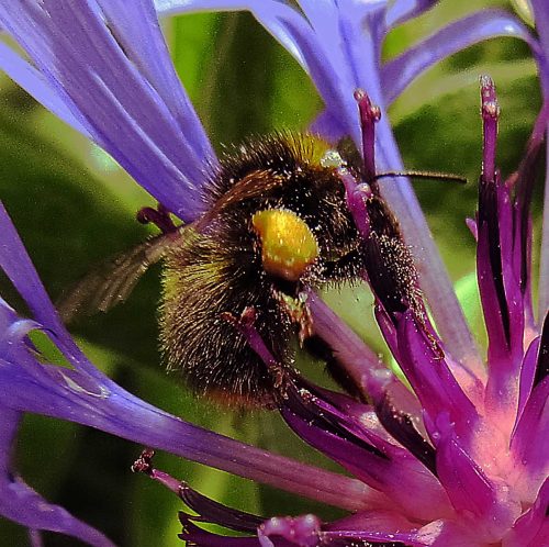 Philip Cartwright-Bee-on-Cornflower