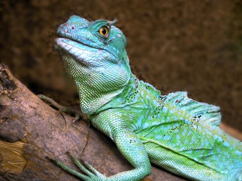 Philip Cartwright-Blue-Crested-Lizard