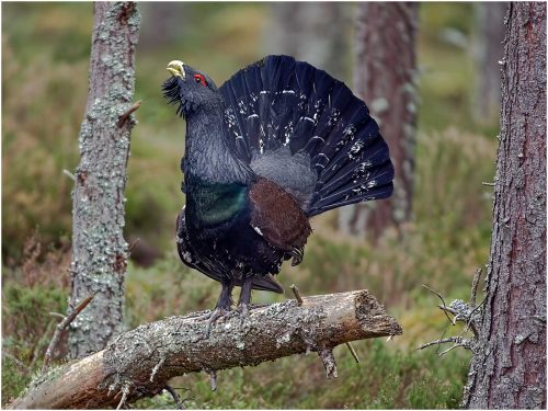 Ronnie Gilbert-Male-Capercaillie-Displaying