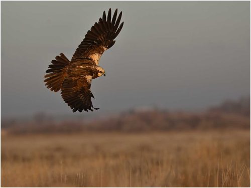 Ronnie Gilbert-Marsh-Harrier-Hunting