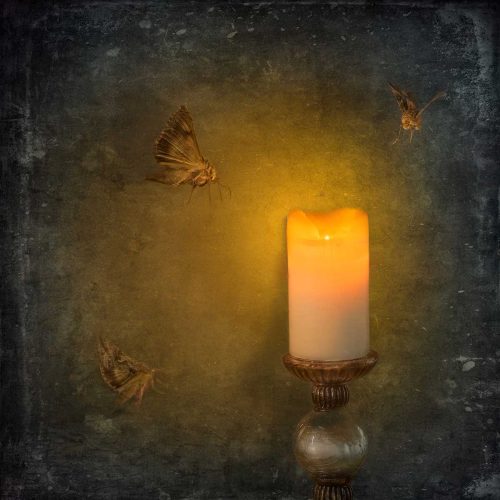 Jo Knight-Moths-to-a-flame