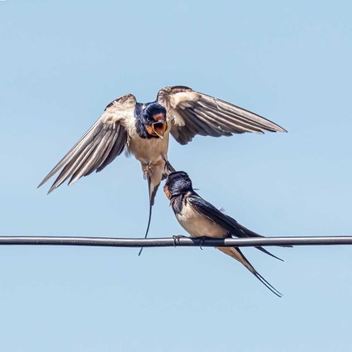 Jo Knight- Swallows Mating Approach