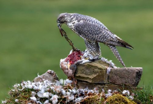 Jeremy Malley-Smith-Gyrfalcon-Dismembering