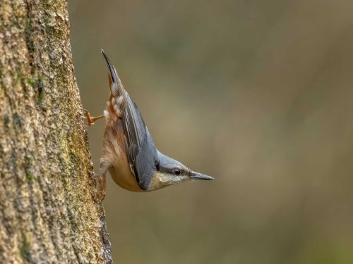 Jeremy Malley-Smith-Nuthatch