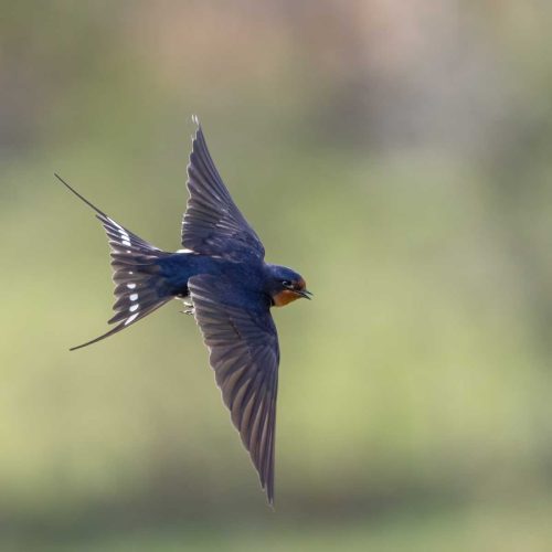 Tony Marsh-Barn-Swallow-