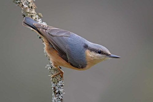 Tony Marsh-Nuthatch-