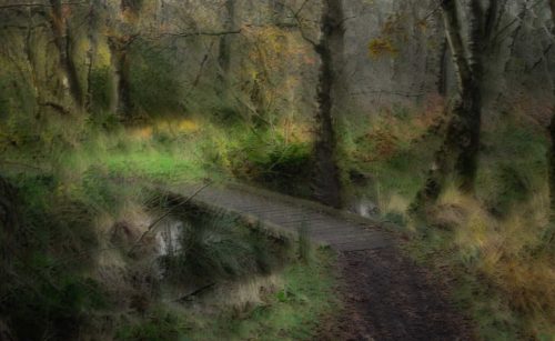 Tony Melling-A-Forest-Stroll