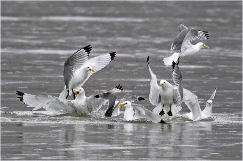 Carol Minks-Kittiwake-feeding-frenzy-jpg