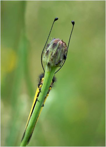 Carol Minks-Owl-Fly-trying-to-hide-jpg