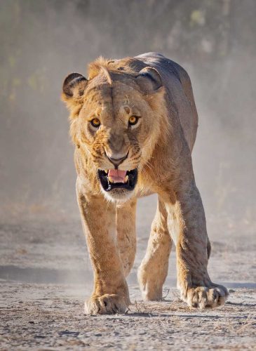 Simon Roberts-Aggressive-young-lion
