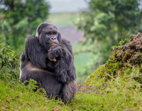 Simon Roberts-The-Thinker
