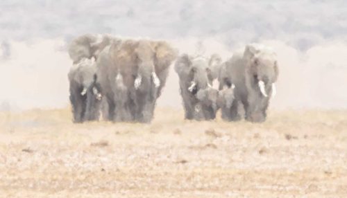 Julie Walker-Elephants-Approaching-Through-A-Heat-Haze