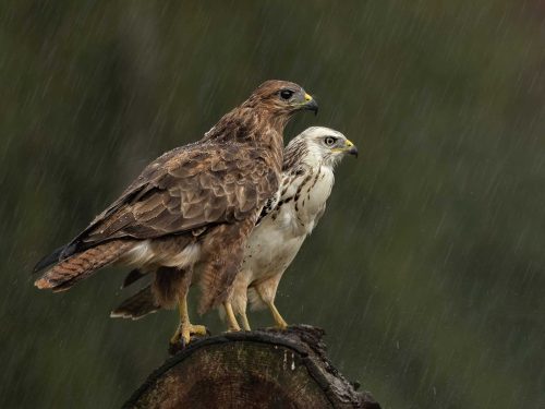 Julie Walker-Rare-White-Buzzard-and-Parent-in-Rain