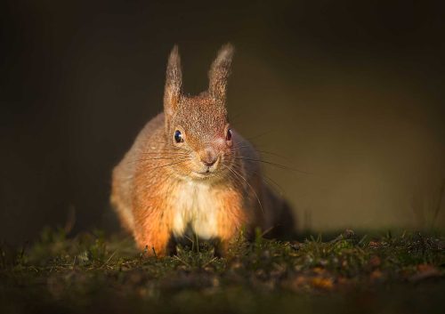 Pete Whieldon-Red-Squirrel-in-shaft-of-light