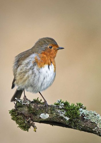 Pete Whieldon-Robin-on-Mossy-Perch