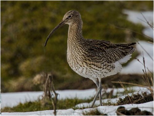 Ronnie Gilbert-Curlew-in-Snow
