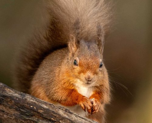 Mike Kidd-Red-Squirrel