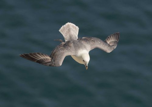 Tony Marsh-Fulmar
