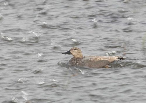 Tony Marsh-Gadwall-in-a-Hail-Storm