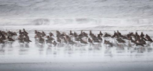 Tony Melling-Oyster-Catcher-gathering