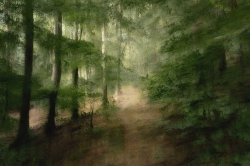 Antony Melling-Woodland-Path