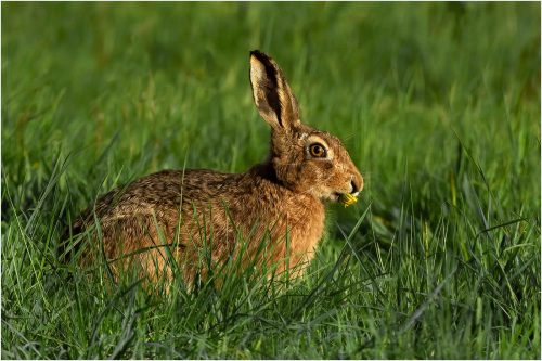 Carol Minks-Brown-Hare-jpg