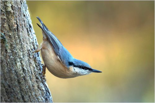 Carol Minks-Nuthatch-in-Winter