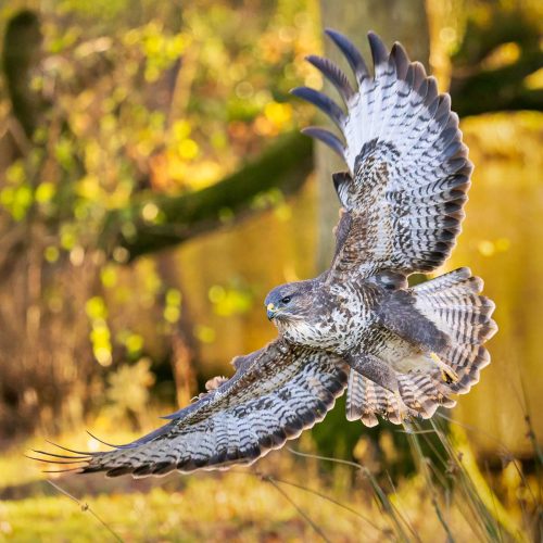 Simon Roberts-Wild-Autumn-Buzzard