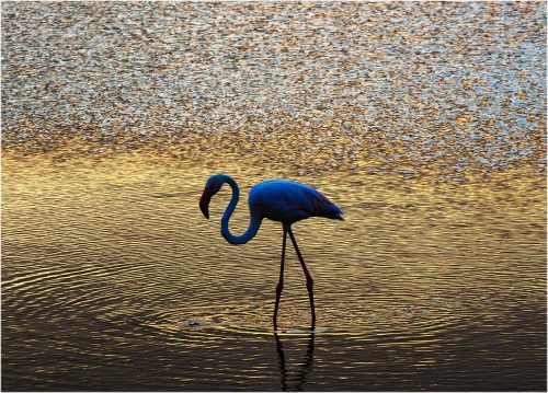Keith Snell-Blue-Hour-Flamingo