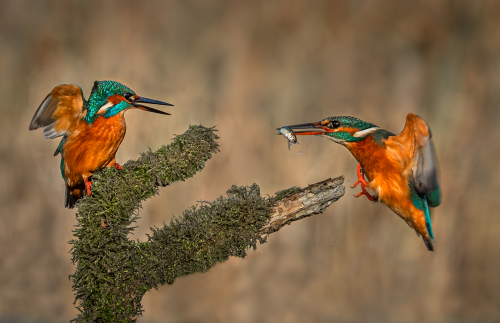 Where is my fish by Alan Walker