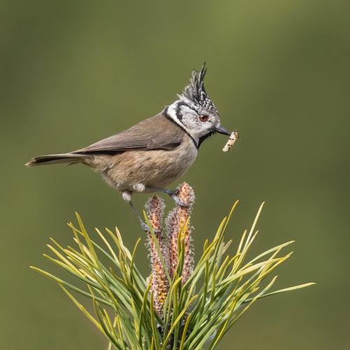 Crested Tit with Grub and Ants by Tony Marsh