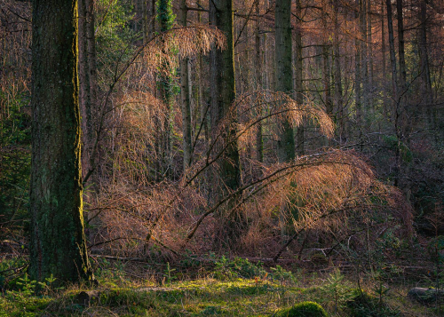 Fan dance by Chris Burgess