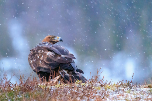 Eagle in Snowstorm by Simon Roberts
