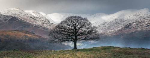 An oak and a horseshoe by Chris Burgess