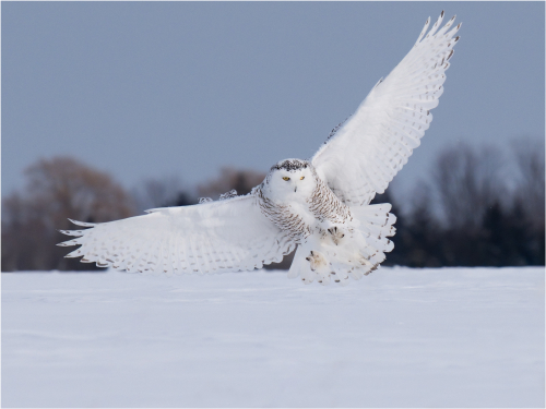 Snowy Owl in Flight by Ronnie Gilbert
