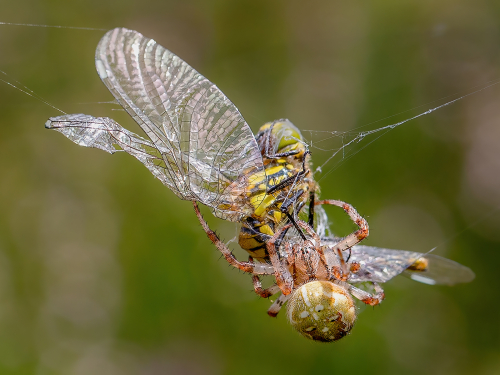 Orb Weaver spider's packed lunch by David Woodthorpe