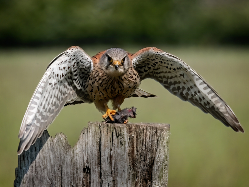Kestrel with Mouse by Ronnie Gilbert