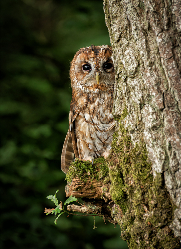 Little Owl by Fred Bell